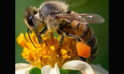 Accédez à l'évènement: Atelier pollinisation